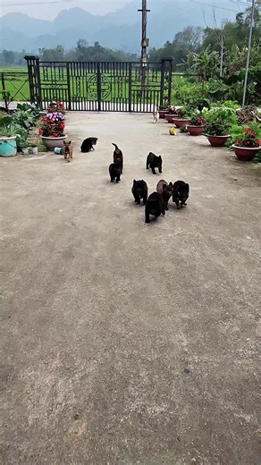Khám Phá Chó H'Mông Cộc Đuôi Đặc Biệt