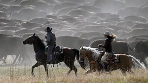 Rare US bison roundup rustles up hundreds to maintain health of the species