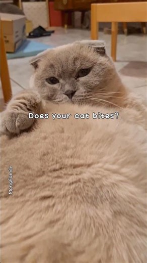 it's worse... #cat #neko #고양이 #katze #funny #shorts