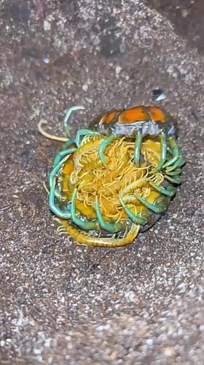 Exploring the World of Rare Insects