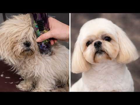 Lhasa Apso Grooming Tutorial | Professional Techniques For Matted And Difficult Coats