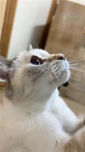 抱っこしてほしい時のミルクちゃん