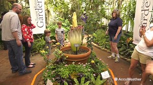 Visitors are flocking to the Tucson Botanical Gardens to stop and smell the Rosie, a rare corpse flower blooming for the first time: | AccuWeather