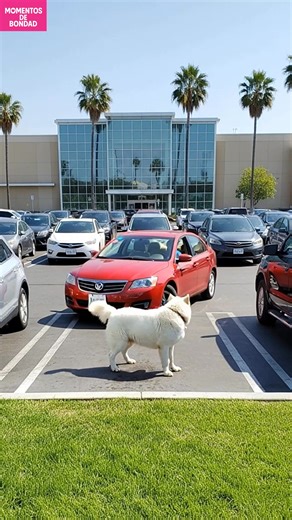 4.4M views · 44K reactions | Encuentro conmovedor con un perro La lealtad de un perro lleva a un encuentro conmovedor. Generated using Kling AI . . . (Sólo con fines de entretenimiento. Consulte a profesionales si se presentan orientaciones sobre actividades. Si se muestra alguna marca, no implica ninguna afiliación. Si se inspiran en hechos reales, pueden incluirse adaptaciones creativas. El contenido puede incluir imágenes públicas.) | Házlo tú mismo | Facebook