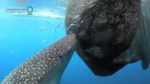 26M views · 44K reactions | 麗Whale Shark Sucks Fish Out Of Hole In Fishing Net | My Turtle And I | Facebook