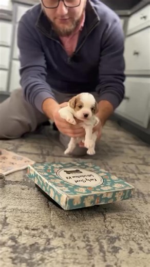 It's the small packages that bring the most joy! #cavapoooftheday #cavapoosoftheworld #cavapoomoments #cavapoocutie | Cavapoo puppies for adoption near me