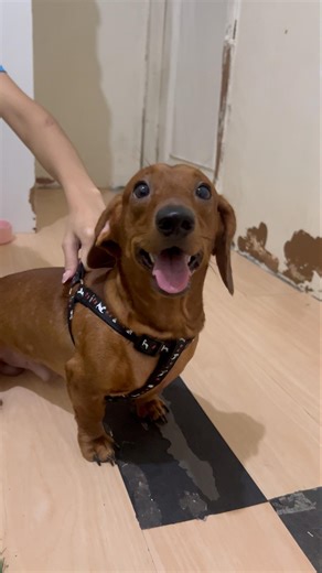 Wiener dog🤦🏻‍♀️#fyp #shorts #pets #dachshund