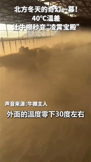 40℃温差，让牛棚瞬间化身“凌霄宝殿”。｜中国内蒙古 仙界 寒冷天气 #hot #cold #temperature #difference #make #foggy #cattle #China