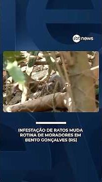 Rat infestation disrupts the routine of residents in Bento Gonçalves, in the Serra Gaúcha region ...
