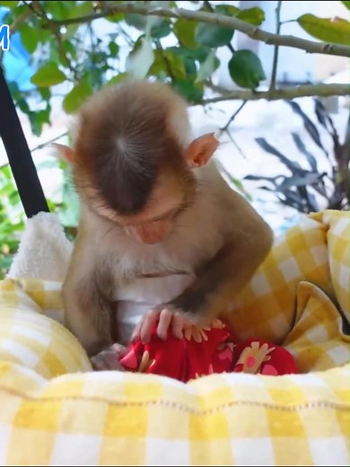 15K views · 220 reactions | Hilarious! Baby monkey's failed trip to the toilet | Best Videos | Facebook