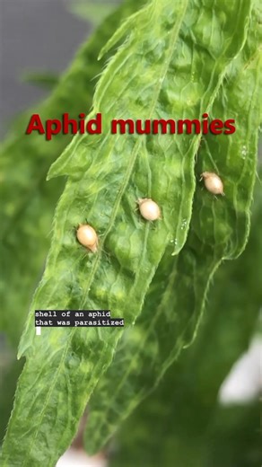Andrew Conboy | Aphids are sometimes parasitized by tiny wasps, which leave behind these golden-colored aphid shells called mummies! #aphids #aphid... | Instagram