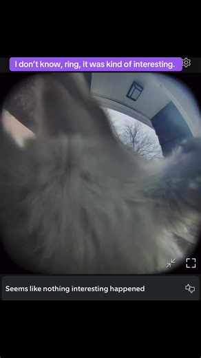 Squirrel Attack on Camera: A Hilarious Encounter