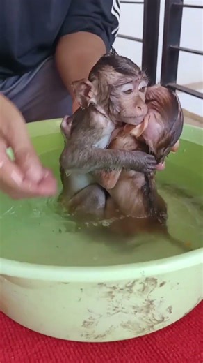 Baby monkeys bath time #shorts