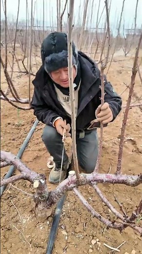 Professional Tree Pruning Technique ✂️🌿 | Boost Growth & Yield#TreePruning #PruningTips #FruitTrees
