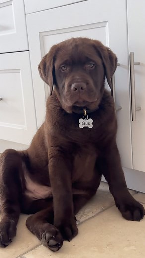 Gus Gus the Lab on Instagram: "ate five minutes ago, confused why he wasn’t provided a two course meal🍴"