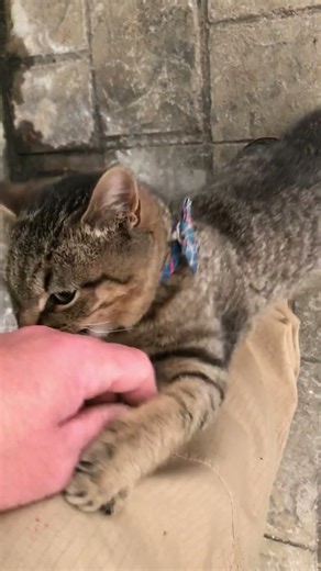 Lucky the FAFO FARMS Guard Cat On Indoor Pool Patrol Duty