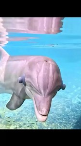 Scientists wanted to know: can dolphins “see” without their eyes? 🐬👀 By covering their eyes with soft suction cups, researchers tested whether echolocation alone could help dolphins identify objects underwater. The result? They not only recognized shapes — they could “picture” 3D objects and even tell metal from plastic using sound alone. It’s one of the most mind-blowing examples of animal intelligence in the ocean. 🎁 Explore my hand-picked gear, books, and gifts for animal lovers → https://