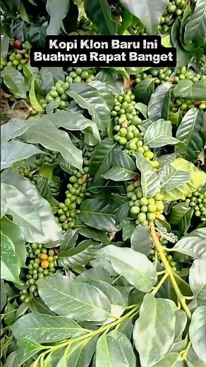This New Coffee Clone Is Turning Heads! Such Dense Yield, Could It Be a Record-Breaker?