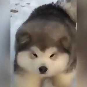 Bouncing Alaskan Malamute Puppies | 9GAG it