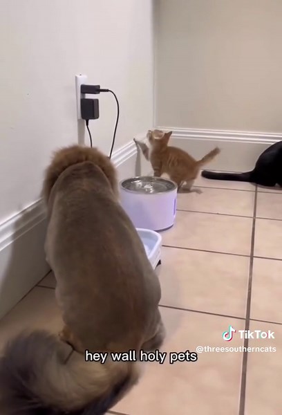 Funny Cat Moments: Hocus Pocus Witchcraft