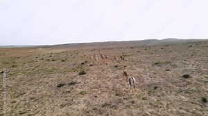 Drone following of a group of wild donkeys or asses in the desert on a sunny day. Location is Ramon Crater in thee Negev Desert, Israel.