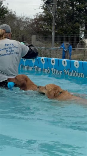 Regular swimmers Labrador Bailey & golden retriever Arthur had a lovely swim 🐾💦💕🇬🇧 | Canine Dip and Dive Maldon