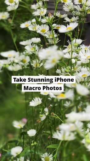 Want to take stunning iPhone macro shots?🤩 Macro photography allows you to see the unseen!👀 Unleash the potential of iPhone's macro control to reveal the hidden beauty of flowers!🌸 Follow us for more iPhone camera tips!📲 #photographytips #iphonephotography #iphonecamera #shotoniphone #macro #macrophotography #photography #iphonecameratips #viralreels #photographyreels | iPhone Photography School