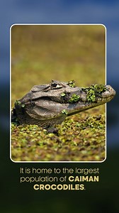 109K views · 115 reactions | Step into the mesmerizing world of Brazil's Dense Forest while our researchers navigate recent environmental changes that are reshaping the precious and largest-ever wetland ecosystem on Earth. ​ Watch 'Changing Planet' starting July 31st July at 12 PM & 9 PM. ​ #SBBCE #FeelAlive #ChangingPlanet #Brazil #DenseForest #WetlandWonders #Biodiversity #EnvironmentalChanges #Nature #Earth | Sony BBC Earth | Facebook