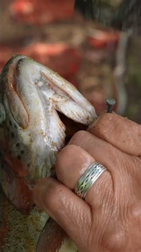 Fire-Grilled Trout: A Golden Crusted Feast