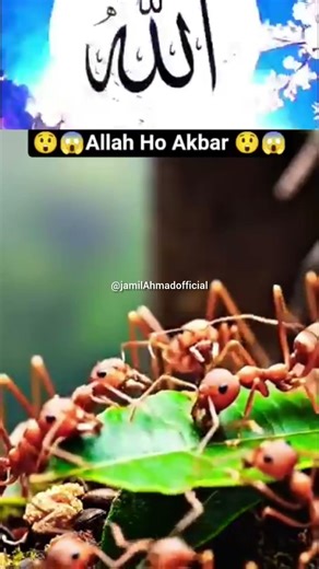 #allah #islamicvideo #muhammadﷺ