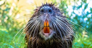 Discover Why Beavers Chew Wood and Have Orange Teeth