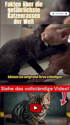Facts about the most dangerous cat breeds in the world Part 6 #cat #cats #kitten #animal #animals...