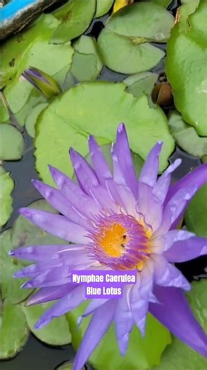 blue lotus is known as Nymphae Caerulea and was used by Egyptian pharaoes