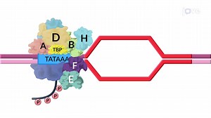 Video: Transcription Initiation