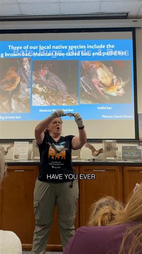 Ever wonder where you can get up close with some of nature’s coolest creatures without leaving Davis? 🦇🐝🦅🐞 Davis is packed with hidden wildlife experiences that feel like something out of a nature documentary. Whether you’re into bats, bugs, birds, or bees, there’s a spot here that’s perfect for exploring, learning, and just enjoying something a little different. The Yolo Basin Foundation bat flyout is truly a must-see. Thousands of Mexican free-tailed bats emerge from under the Causeway at 
