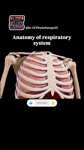 How Your Lungs Work 🫁 | Full Respiratory System Anatomy (Simple Guide)