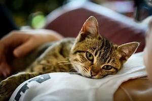 Why Is My Cat So Clingy? 5 Vet Reviewed Reasons for This Behavior - Catster
