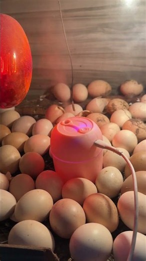 Automatic Humididity controller - homamde egg incubator.