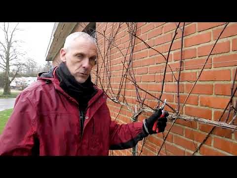 How and when to prune a vine?