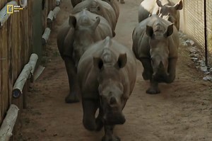245K views · 12K reactions | One Rhino at a Time - Hindi Documentary Part 2 #animals #jungle #wildanimals #survival #documentary #purenaturehdtv | Pure Nature HDTv | Facebook