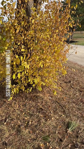 FlyingWithToothless (@flyingwithtoothless)’s videos with I WOKE UP IN A NEW BUGATTI - mookie