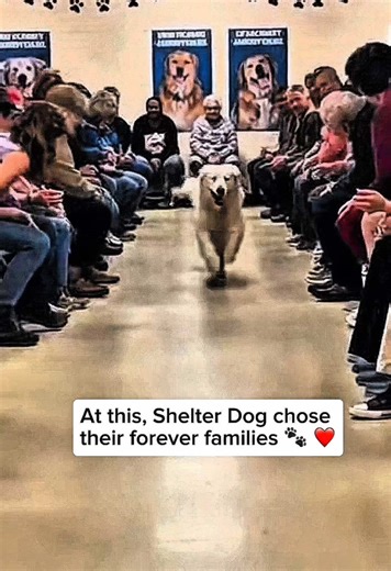 Shelter Dogs Choose Their Forever Homes ❤️