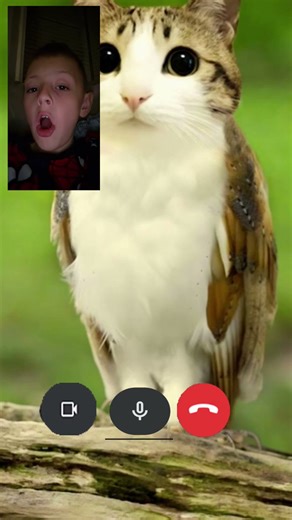 meowl called me at 3 am