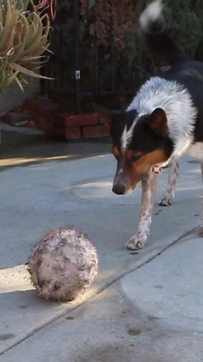 9.8M views · 214K reactions | Jumpy 1-2-3 | Omar and Monkey | Facebook