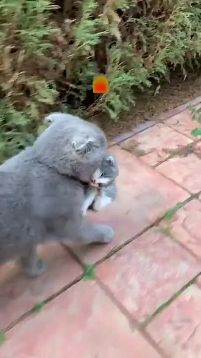 1.5M views · 10K reactions | Mom cat voice on Reels | Facebook