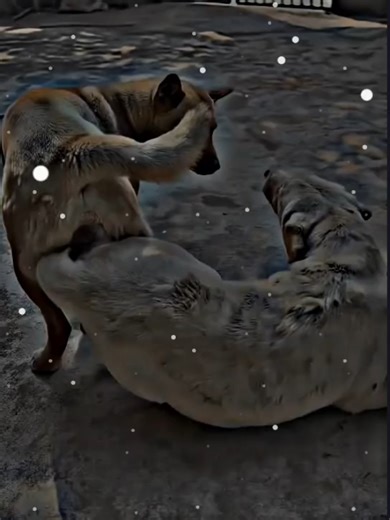 Heartwarming Dog and Girl Meeting Moment