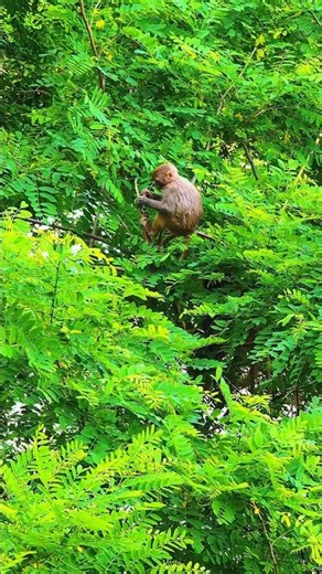 Rhesus Monkey – Nature's Smart Survivor! 🌿