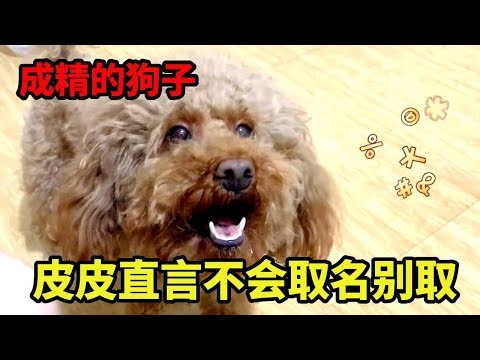 皮皮一胎要生15个，主人在线取名，皮皮觉得不好听直接上演拆家表示自己的愤怒！