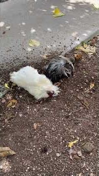 Weird Chickens digging holes in Hawaii #chickensandRoosters #OahuAnimalLife