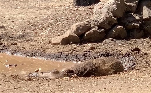 No need to wallow...it's Alice the warthog's 13th birthday! She's known for her sensitive soul, and was quite timid when she first arrived in 2013. "Since then, she has come a long way and become much more brave and confident." - Keeper Lovesong 🐽 HBD Alice! | Oakland Zoo
